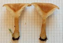 Feinschuppiger Trichterling, Foto 10