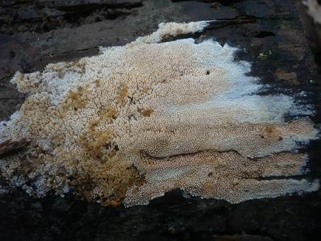 Feinwarziger Zähnchenrindenpilz, Foto 2