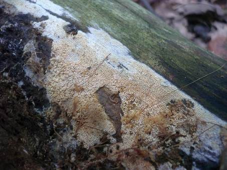 Feinwarziger Zähnchenrindenpilz, Foto 3