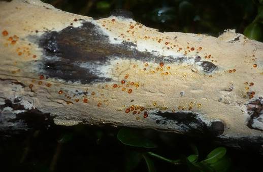 Feinwarziger Zähnchenrindenpilz, Foto 4
