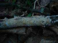 Feinwarziger Zähnchenrindenpilz, Foto 9