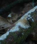 Feinwarziger Zähnchenrindenpilz, Foto 11