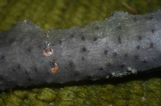 Aufbrechender Kernpilz, Foto 3