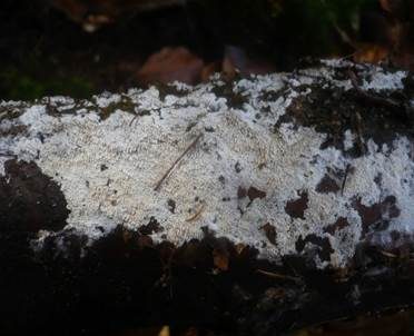 Feinzahniger Rindenpilz, Foto 3