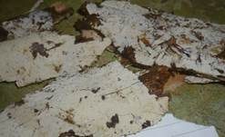 Feinzahniger Rindenpilz, Foto 12