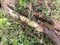 Feinzahniger Rindenpilz, Foto 13