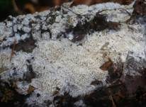 Feinzahniger Rindenpilz, Foto 7
