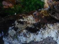 Feinzahniger Rindenpilz, Foto 11