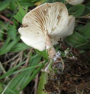Feldtrichterling, Foto 3