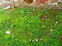 Feldtrichterling, Foto 13