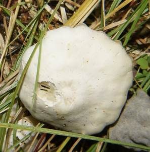 Feldtrichterling, Foto 5