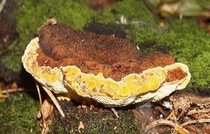 Fenchelporling, Foto 2