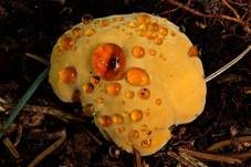 Fenchelporling, Foto 40