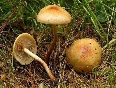 Feuchtstellen Schüppling, Foto 2