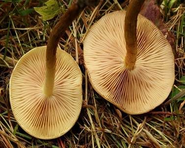 Feuchtstellen Schüppling, Foto 3