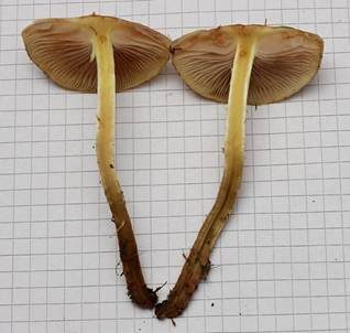 Feuchtstellen Schüppling, Foto 4