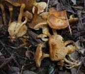 Feuchtstellen Schüppling, Foto 9