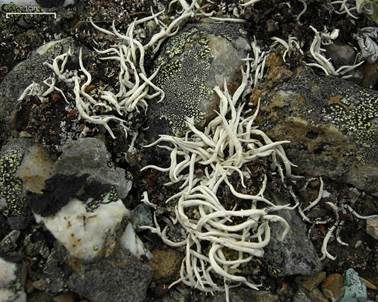 Aufgeblasene Wurmflechte, Foto 2