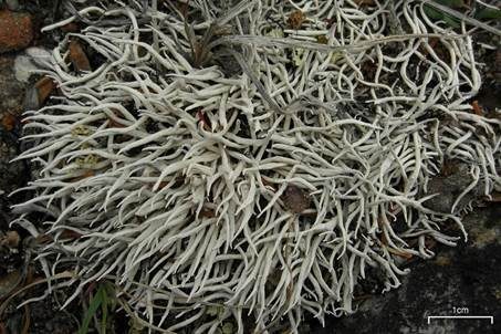 Aufgeblasene Wurmflechte, Foto 3