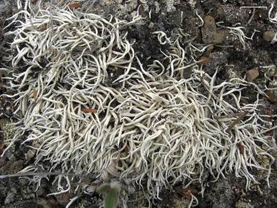 Aufgeblasene Wurmflechte, Foto 4