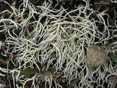Aufgeblasene Wurmflechte, Foto 5