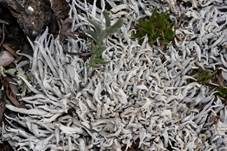 Aufgeblasene Wurmflechte, Foto 7