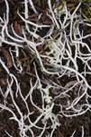 Aufgeblasene Wurmflechte, Foto 10