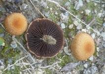 Feuerfarbiger Saumpilz, Foto 7