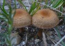 Feuerfarbiger Saumpilz, Foto 8