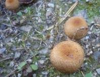 Feuerfarbiger Saumpilz, Foto 9