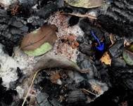 Feuerkissen, Foto 7