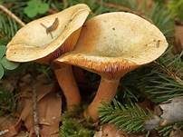 Fichtenreizker, Foto 7