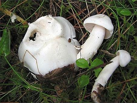 Fichtenschneckling, Foto 2