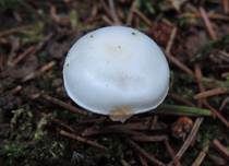 Fichtenschneckling, Foto 7