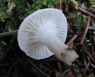 Fichtenschneckling, Foto 8