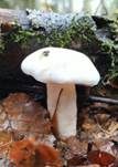 Fichtenschneckling, Foto 10