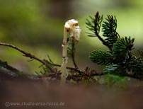 Fichtenspargel, Foto 7
