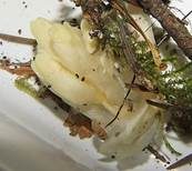 Fichtenspargel, Foto 9