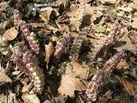Fichtenspargel, Foto 10