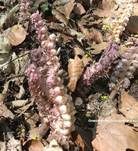 Fichtenspargel, Foto 11