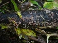 Fichtenzapfen-Gallertkreisling, Foto 6
