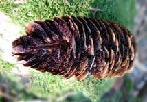 Fichtenzapfenrostpilz, Foto 6