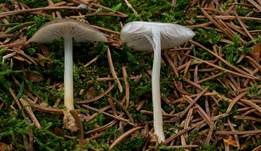 Fichtenzapfenrübling, Foto 16