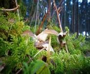 Fichtenzapfenrübling, Foto 23