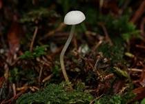 Fichtenzapfenrübling, Foto 36