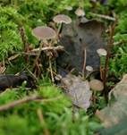 Fichtenzapfenrübling, Foto 42