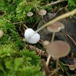 Fichtenzapfenrübling, Foto 43