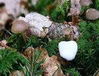 Fichtenzapfenrübling, Foto 47
