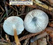 Fichtenzapfenrübling, Foto 52