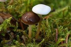 Fichtenzapfenrübling, Foto 73